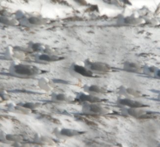 Lesser Black-backed Gull, Kent Co. landfill, 20 March 2013