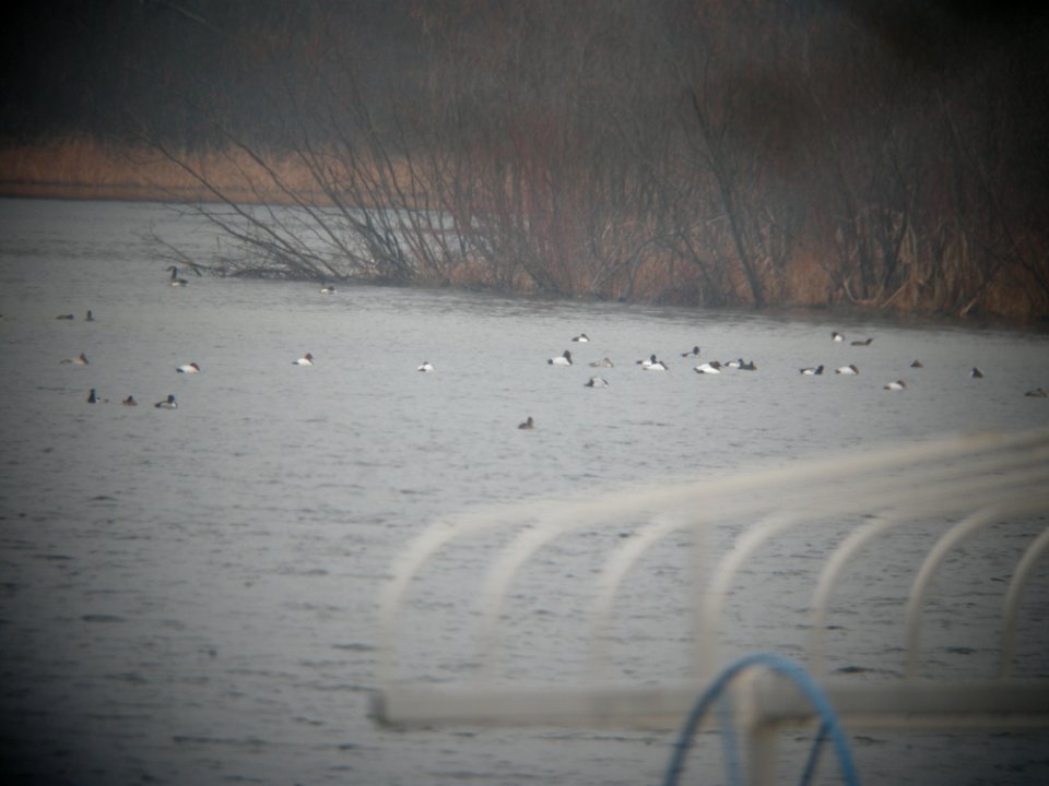 Mega waterfowl flock, Whitefish Lake, MI, March 12, 2012