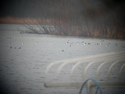 Mega waterfowl flock, Whitefish Lake, MI, March 12, 2012