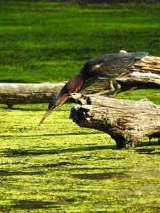 Green heron photo