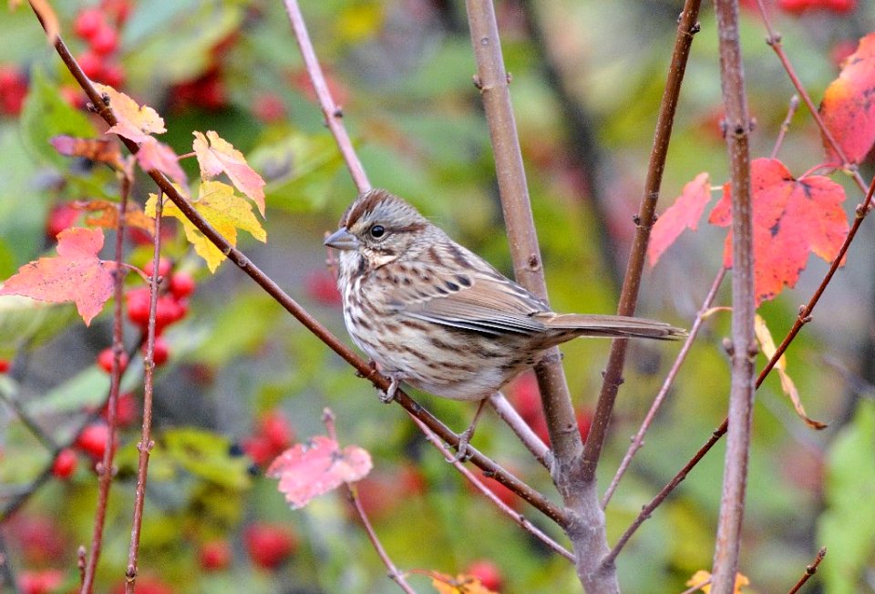 Photo of the Week - Song sparrow (MA)