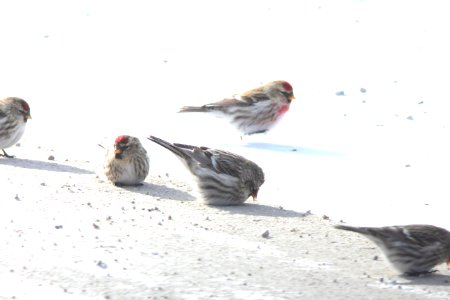 Possible "Greater" Common Redpoll, Greenville, MI, 21 January 2013