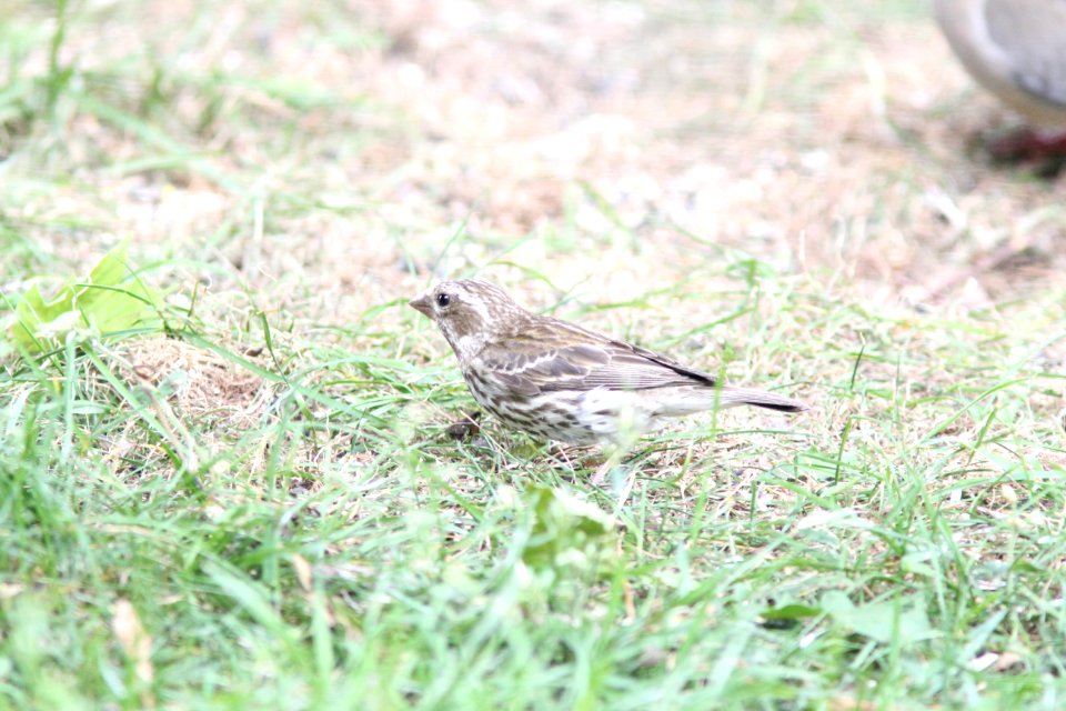 Purple Finch (presumed adult female), Sand Lake MI, May 31, 2012