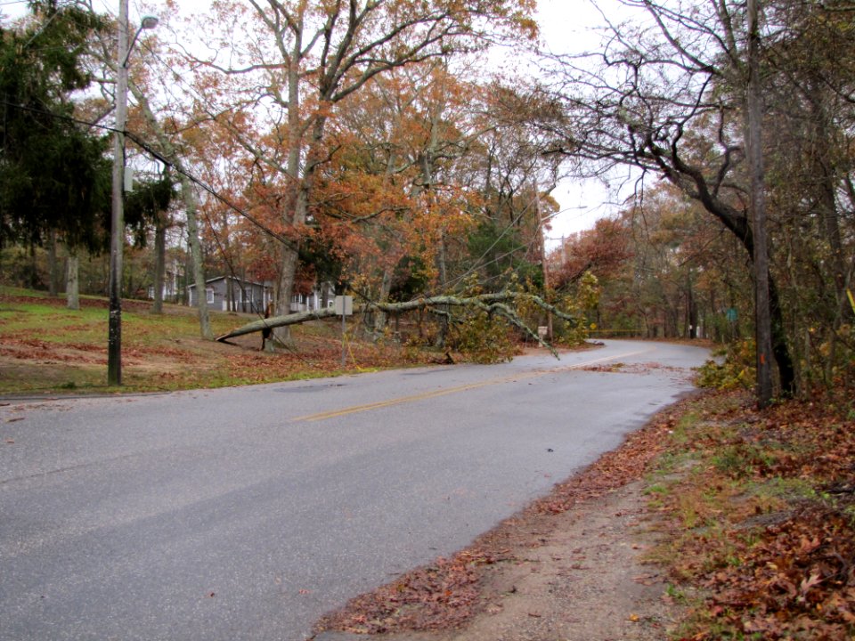 Power line damage at Wertheim National Wildlife Refuge (NY)