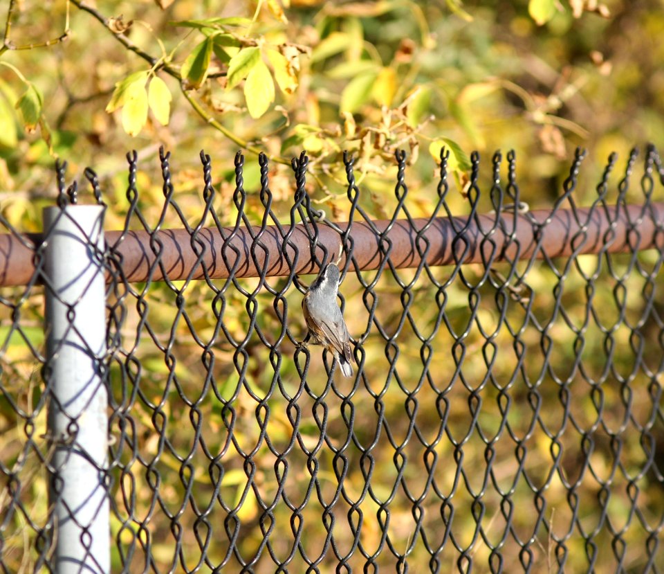 Red-breasted Nuthatch, Hammond Lakefront Park & Sanctuary, Indiana, September 29, 2012