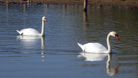 Love white gooseneck