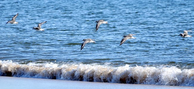 Shorebirds at Parker River National Wildlife Refuge photo