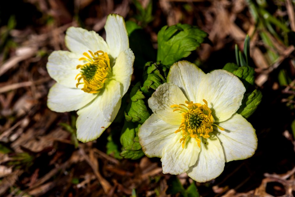 Globeflower - Trollius albiflorus