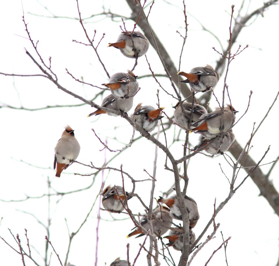 Bohemian Waxwings (part of 95), Wyoming, MI, 19 March 2013
