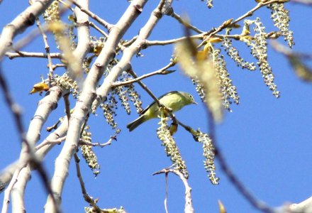 Orange-crowned Warbler, Huff Park, Grand Rapids, MI, 2 May 2013