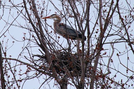 Great blue heron in nest