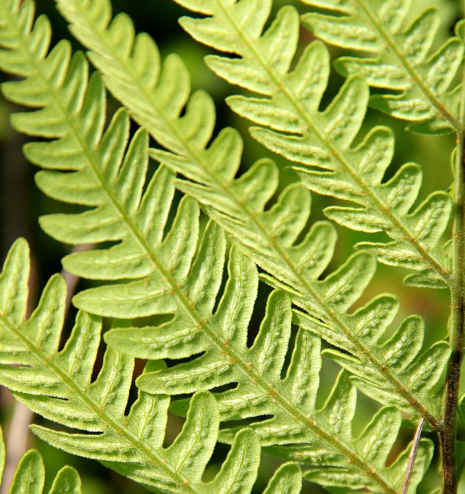 Virginia Chain Fern
