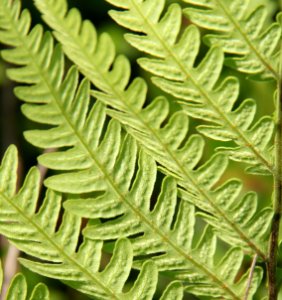 Virginia Chain Fern