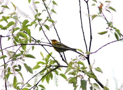 Cape May Warbler, Sand Lake MI, May 3, 2012