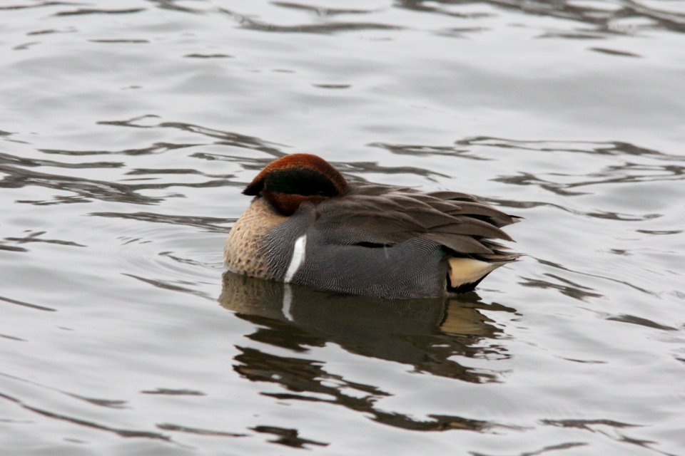 Green-winged Teal, Riverside Park, Grand Rapids, MI, Feb 14, 2012