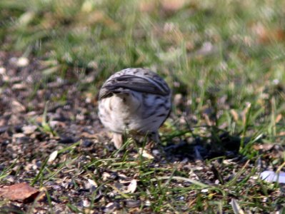 Hoary Redpoll (individual 1), Oakfield, MI, February 4, 2012