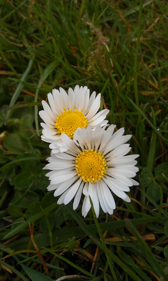 Nature flower flora