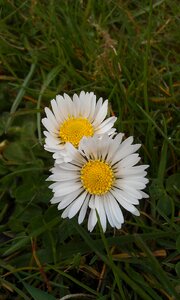 Nature flower flora