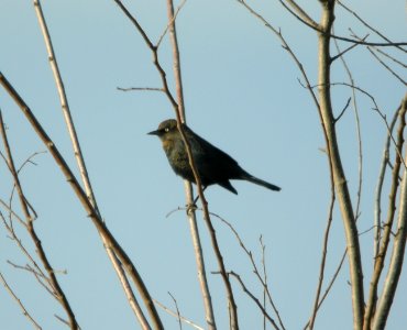 Rusty Blackbird, Casnovia Sewage Ponds, September 18, 2012