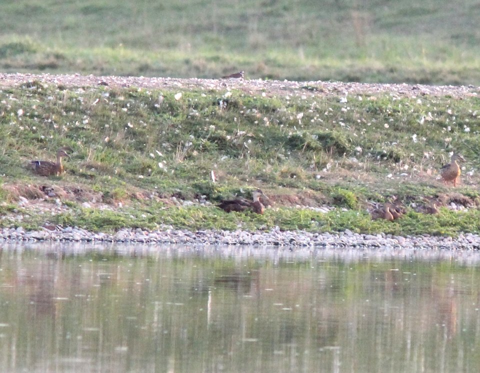 Mystery Duck, Caledonia Waste Water Facility, September 3, 2012