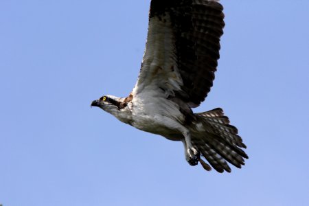 Osprey, Weedon Island Preserve, FL, March 30, 2012