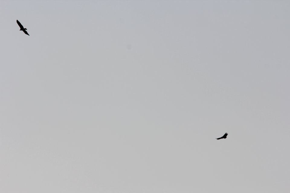 Black Vulture (right), with Turkey Vulture, Portland, MI, March 16, 2012