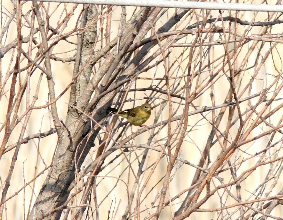Orchard Oriole, Pte. Mouillee SGA, July 25, 2012