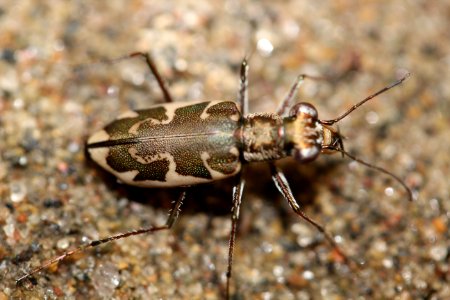 Puritan tiger beetle