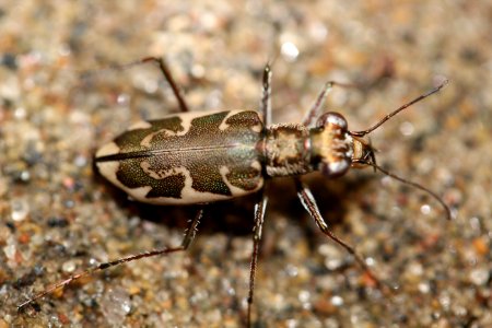 Puritan tiger beetle photo