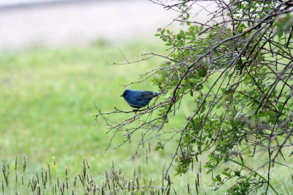 Indigo Bunting, Sand Lake MI, May 3, 2012