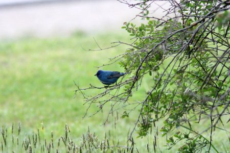Indigo Bunting, Sand Lake MI, May 3, 2012
