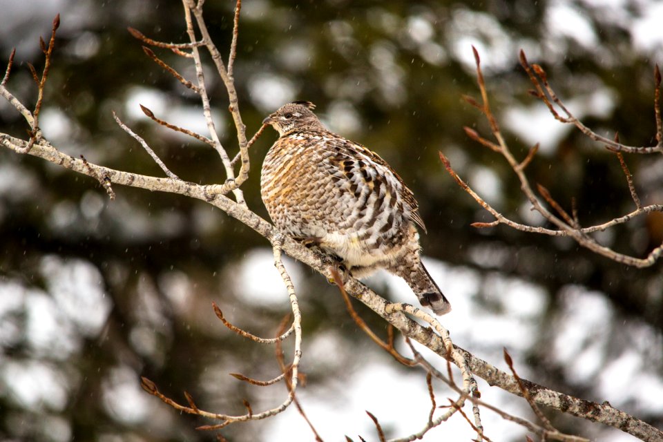 Ruffed Grouse - Bonasa umbellus