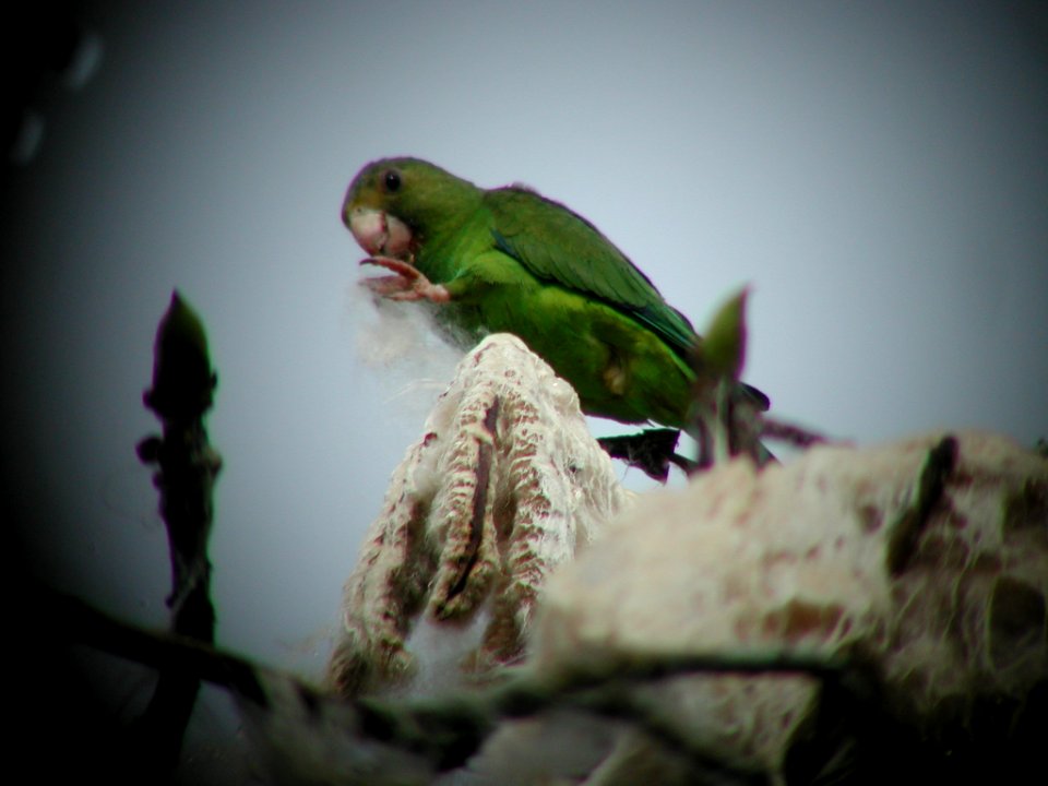 Cobalt-winged Parakeet, Sani Lodge canopy tower, Sucumbíos, Ecuador, July, 10, 2004