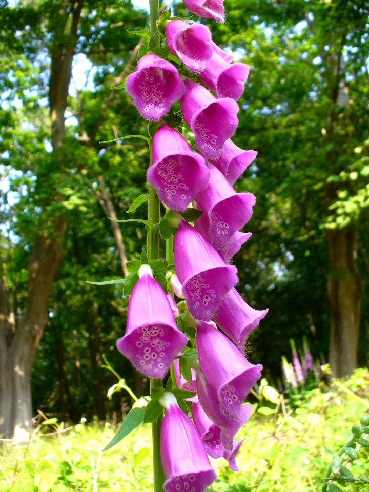 Purple foxglove