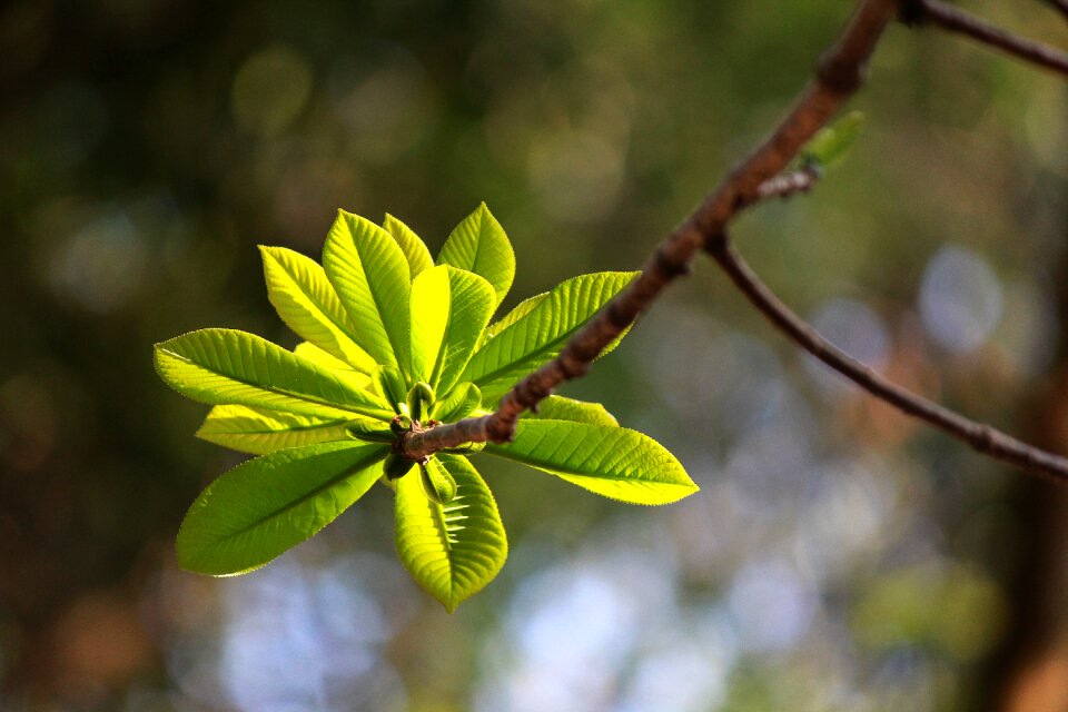 Sala nature plant
