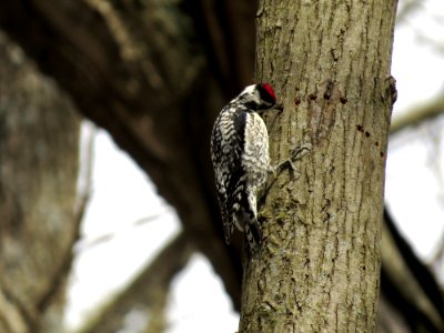 Yellow-bellied Sapsucker