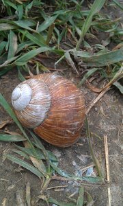 Animal nature mollusk