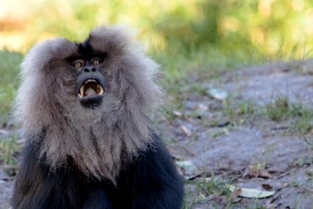 Lion-tailed macaque 2016-01-08-00645 photo