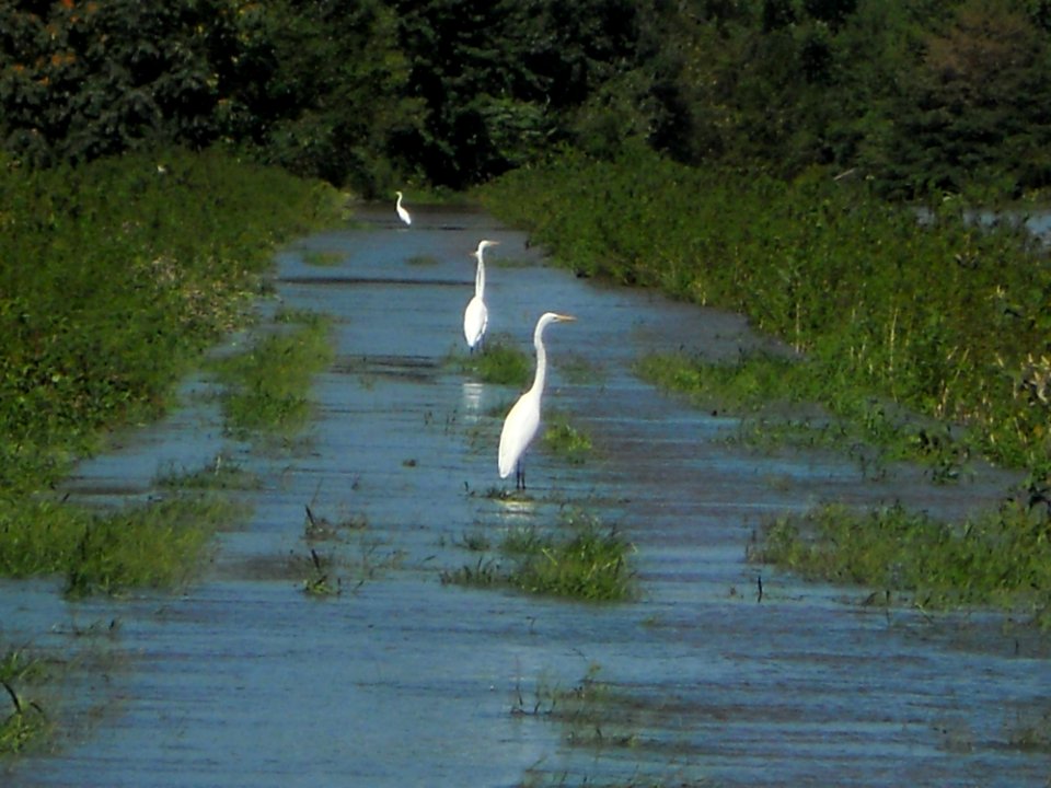 Egrets at Wallkill River Refuge