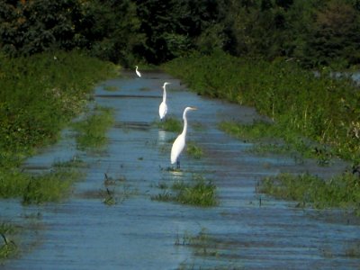 Egrets at Wallkill River Refuge