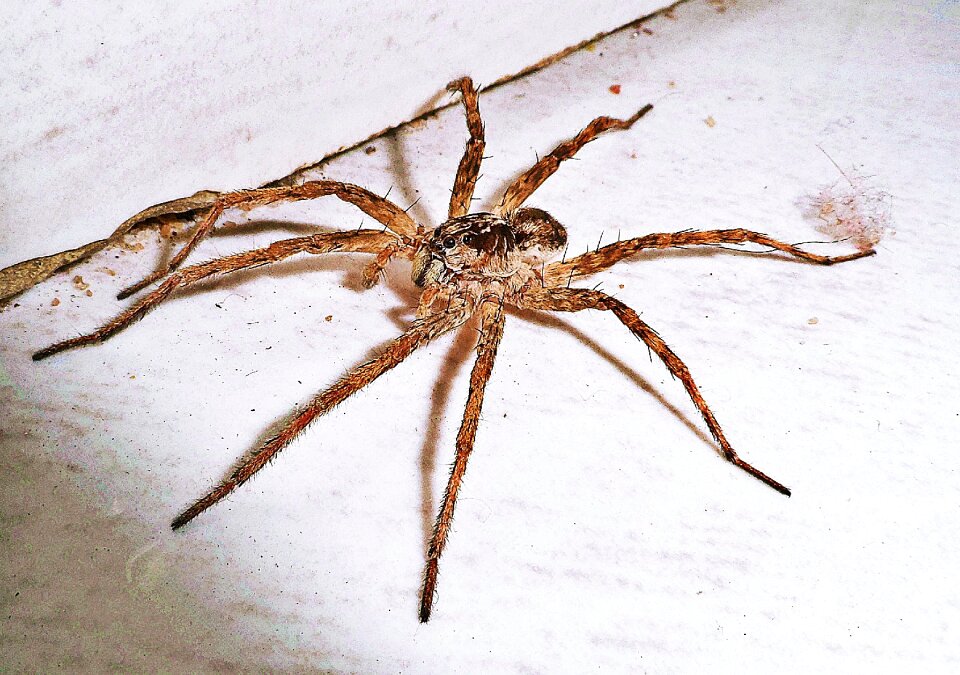 Home arachnid arachnophobia
