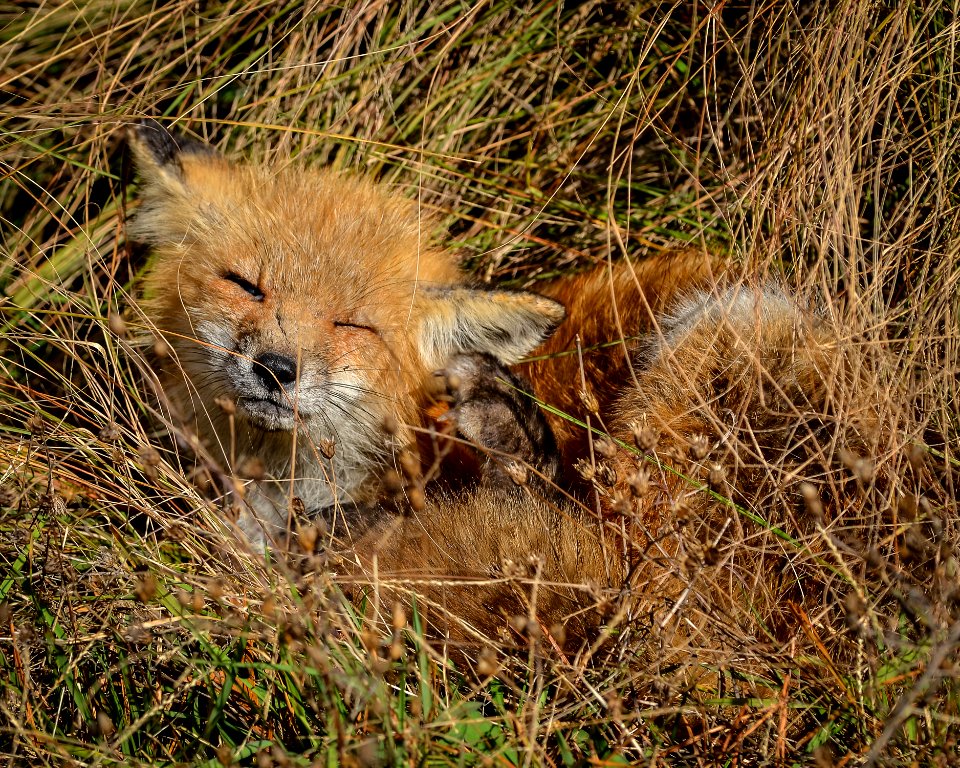 Red fox by Don Freiday