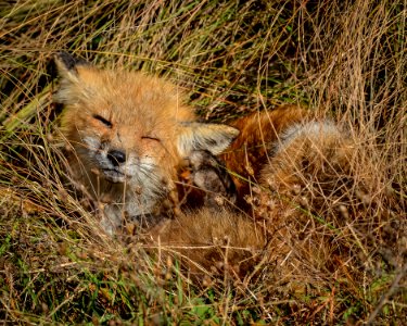 Red fox by Don Freiday photo