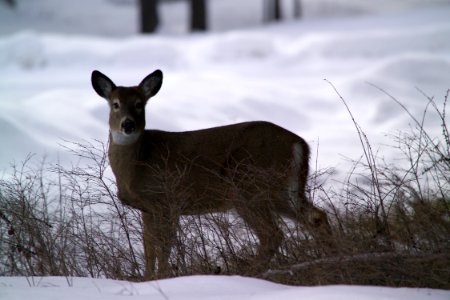 Whitetail deer in winter
