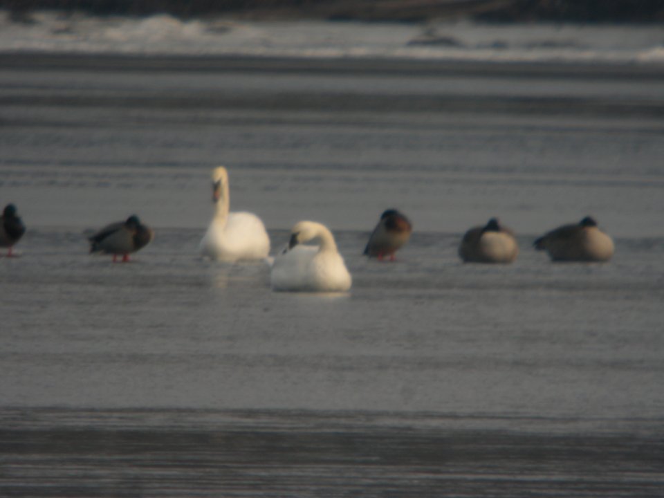 Tundra Swan, Lincoln Lake, MI, January 9, 2012