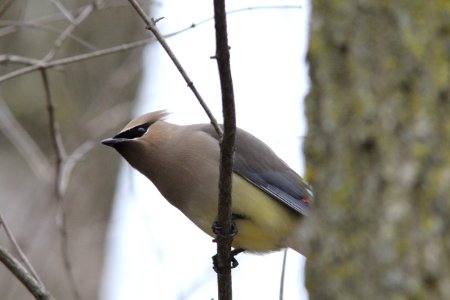 Cedar Waxwing, Reed's Lake, East Grand Rapids, MI, February 21, 2012