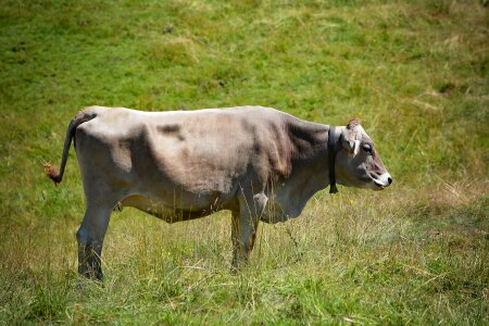 Ruminant animal beef photo