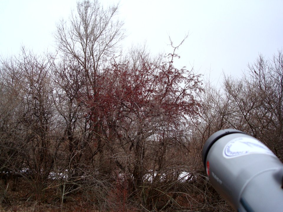 Pine Grosbeak habitat, Lapeer SGA, MI, March 16, 2008