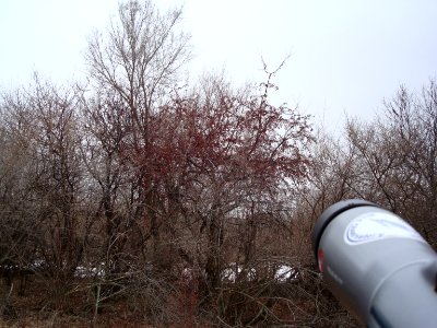Pine Grosbeak habitat, Lapeer SGA, MI, March 16, 2008