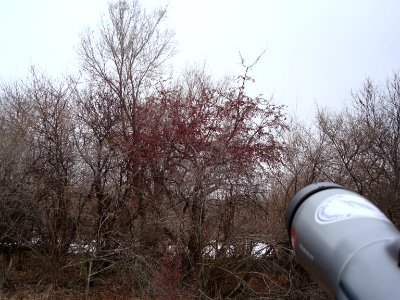 Pine Grosbeak habitat, Lapeer SGA, MI, March 16, 2008 photo